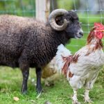 bien-être animal