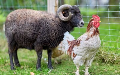 bien-être animal