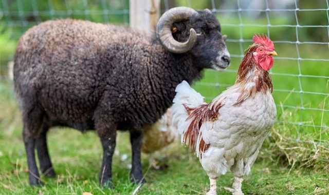 bien-être animal