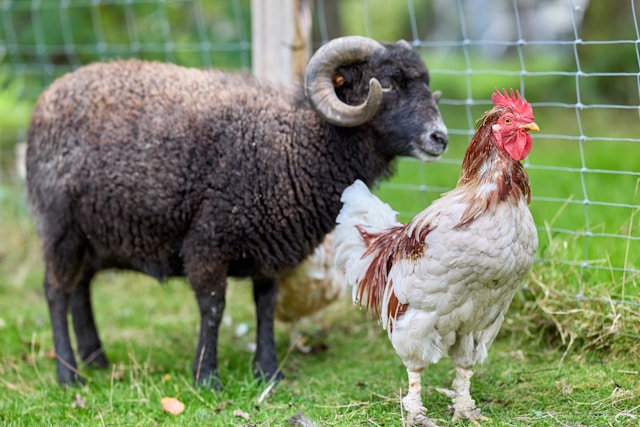 bien-être animal